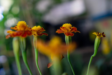 Tagetes patula It is widely cultivated as an easily grown bedding plant, with thousands of different cultivars in brilliant shades of yellow and orange.