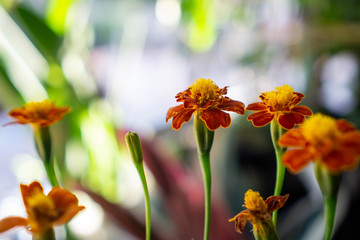 Tagetes marigold The plant is used in companion planting for many vegetable crops. Its root secretions are believed to kill nematodes in the soil and it is said to repel harmful insects