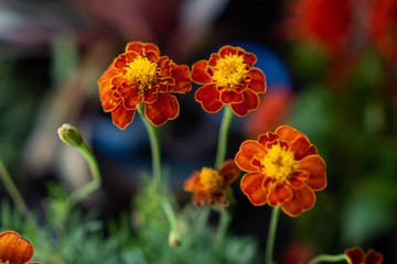 Tagetes patula, the French marigold is a Medicine plant, many cultures use infusions from dried leaves or florets. has the ability to be used as residual pesticide against bugs.