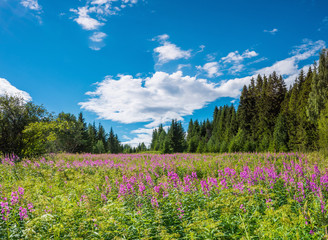 Flowers fireweed, epilobium,  Ivan-tea against a green meadow and sky with clouds, healthy food, traditional medicine.