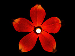 Flower lamp on black