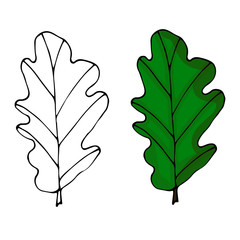 Long colorful trendy autumn leaves style vector flat icon illustration sign on white background for nature and web. Oak leaves.