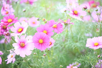 日本に咲いているコスモス