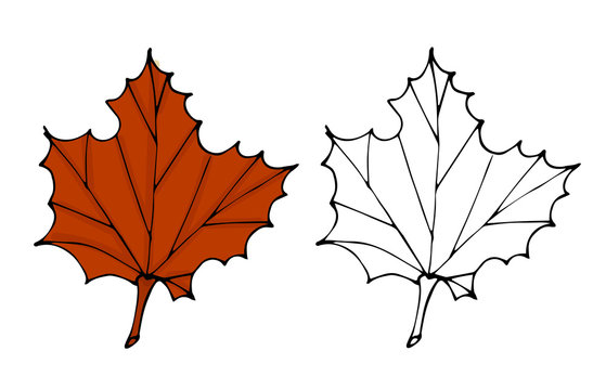 Maple leaf with autumn colors, isolated on white.fresh green and dry leaf vector.