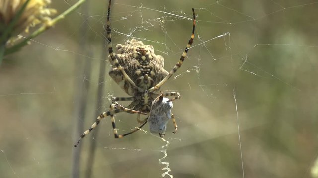 Argiope Lobata sits on spider web and shook web of katydid,  Prey into thread, grasshopper. Macro view insect