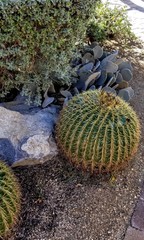 Barrel Cactus