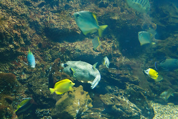Fototapeta na wymiar Flock of marine coral fish near the stone over the bottom of the sea