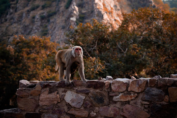 monkey walking on wall or rock and staring