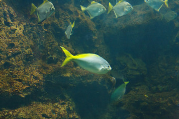 Fototapeta na wymiar Silver moonyfish (Monodactylus argenteus), also known as the Silver moony, Butter bream, and Diamondfish