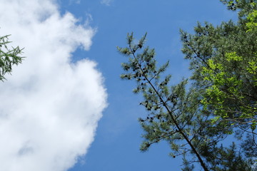 青空と松の木