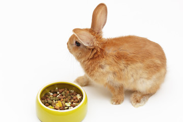 Decorative little rabbit with a bowl of food on a white background