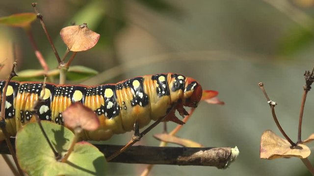 Macro insect view of caterpillar sitting on horizontal branch and staggering in summer wind. Hyles Euphorbiae, yellow caterpillar with black spots all over body, hanging branch