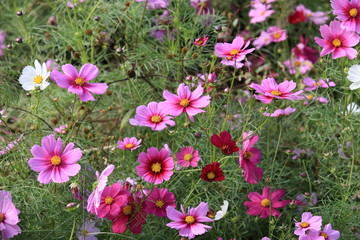 日本に咲いているコスモス