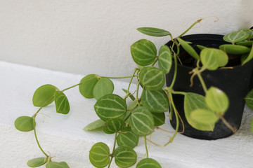 green ivy in black plastic pot on white wall