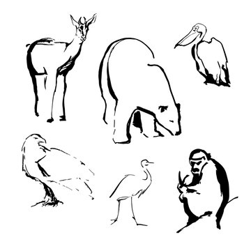 Sketches of animals and birds polar bear, deer, monkey, eagle, heron, pelican made by black ink on a white background realistic image. Vector illustration