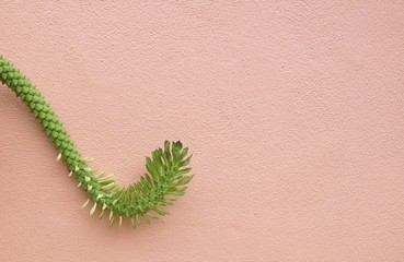 Beautiful Rat Tail Cactus Hanging on The Air