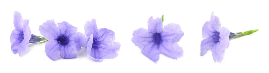 Fresh Purple Ruellia Tuberosa or Minnieroot Flowers