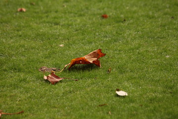 Autumn Leaves on Green Grass