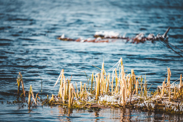 Dry grass with ice on thawed lake in spring.