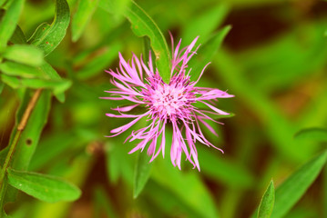 Meadow сornflower (Centaurea jacea) on a summer day close-up. Retro style toned