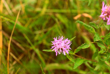 Meadow сornflower (Centaurea jacea) on a summer day close-up. Retro style toned