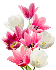Naklejka premium isolated image of beautiful tulip flowers close-up