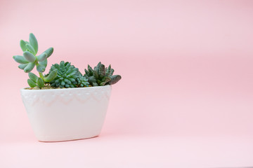 Succulents on a pink background in white flowerpots. Background with place for text