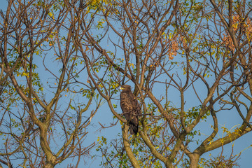Greater Spotted Eagle in Mai Po Marshes, Hong Kong (Formal Name: Clanga clanga)