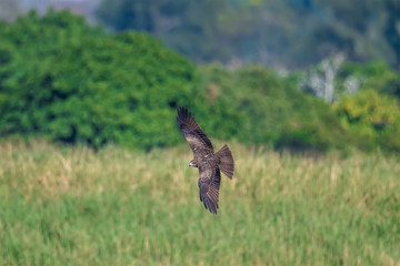 Black Kite in Mai Po Marshes, Hong Kong (Formal Name: Milvus mingrans)
