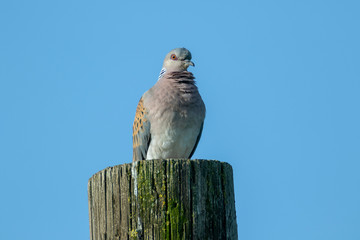The European turtle dove (Streptopelia turtur) on a pole, Vransko Lake Nature Park