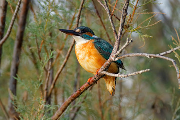 The common kingfisher from Vransko jezero