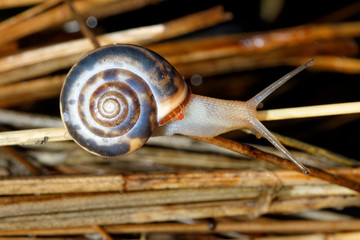 Snail from Vransko jezero Nature Park, Croatia