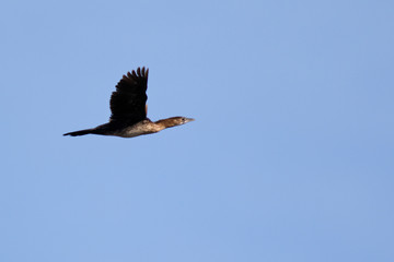 The pygmy cormorant from Vransko jezero