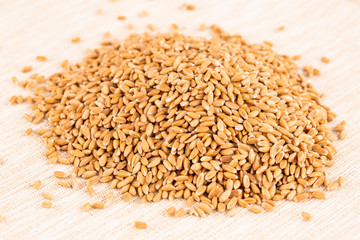 Wheat grains