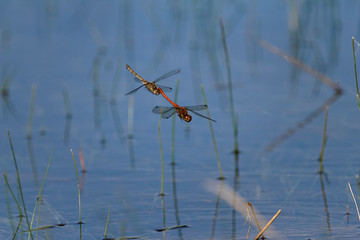 Dragonflies mating on Vransko jezero