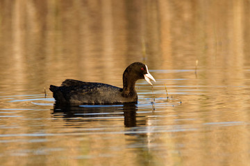 The coot from Vransko jezero, Croatia