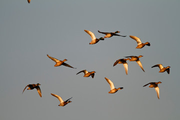 Mallards flying above Vransko Lake Nature Park, Croatia
