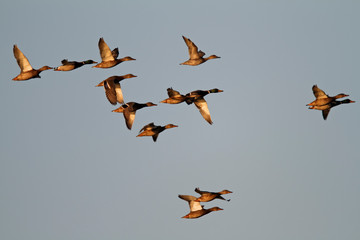 Mallards flying above Vransko Lake Nature Park, Croatia