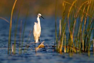 The little egret from Vransko jezero