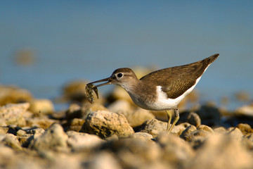 The common sandpiper with the prey, Vransko jezero, Croatia