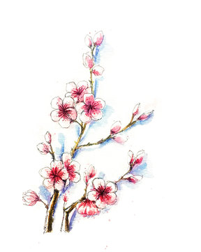 watercolor painting of sakura branch for making greeting card