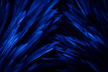 Beautiful abstract colorful pink and white feathers on dark background and soft white blue feather...
