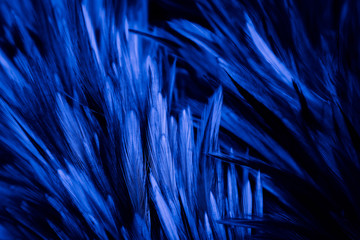 Beautiful abstract colorful pink and white feathers on dark background and soft white blue feather texture on white pattern