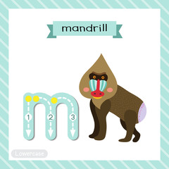 Letter M lowercase tracing. Mandrill