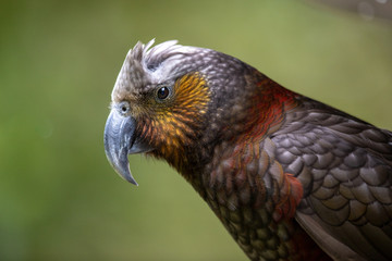 North Island Kaka in New Zealand