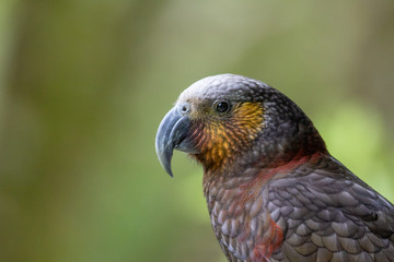 North Island Kaka in New Zealand