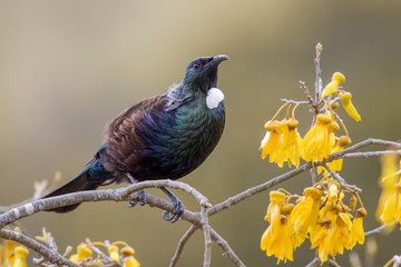 Tui New Zealand Honeyeater