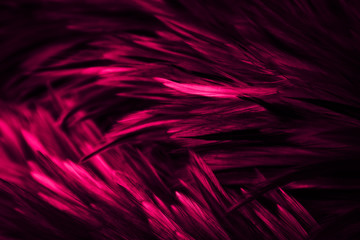 Beautiful abstract colorful red and pink feathers on dark background and soft white purple feather texture on white pattern
