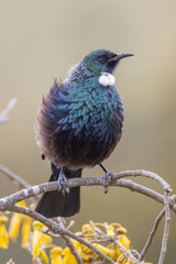 Tui New Zealand Honeyeater