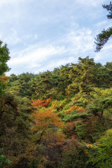 Fototapeta premium autumn fall foliage in yongmunsan
